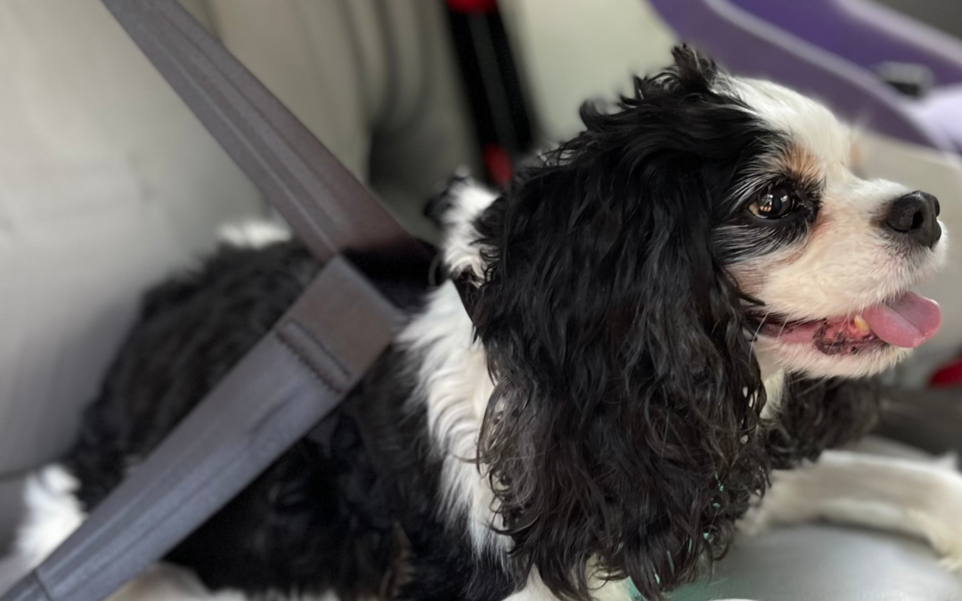 Safe and Happy Travels: How to Safely Ride with Your Pet in the Car